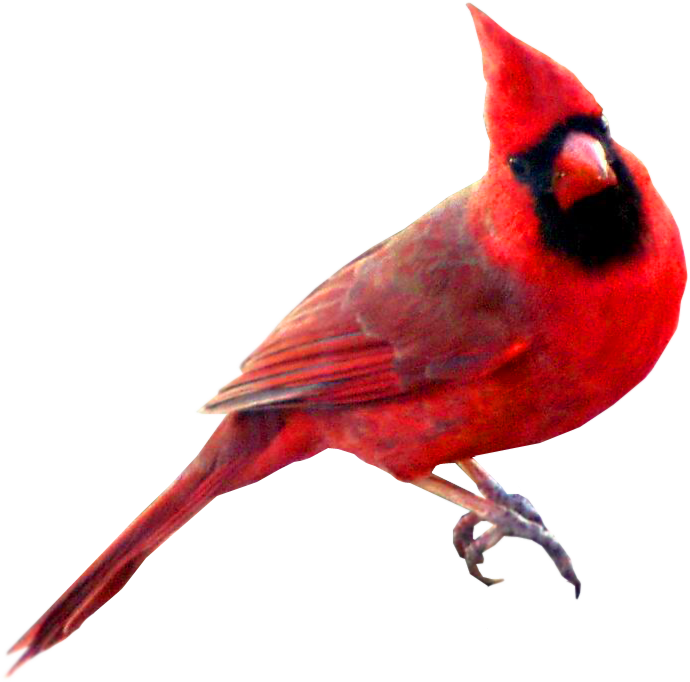 Cardinal Bird Clipart - Cardinal Bird Transparent Background (690x682)