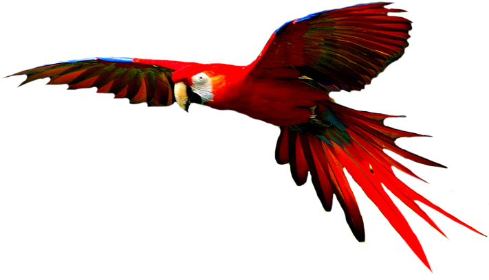 Colorful Birds Flying Clipart Download - Transparent Macaw Png (760x417)