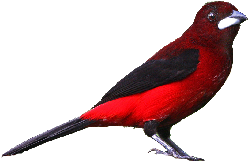 Cardinal Clipart Realistic - Realistic Clipart (824x535)