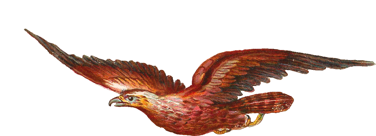 Bird Of Prey Clip Art - Birds Of Prey Clipart (1315x574)