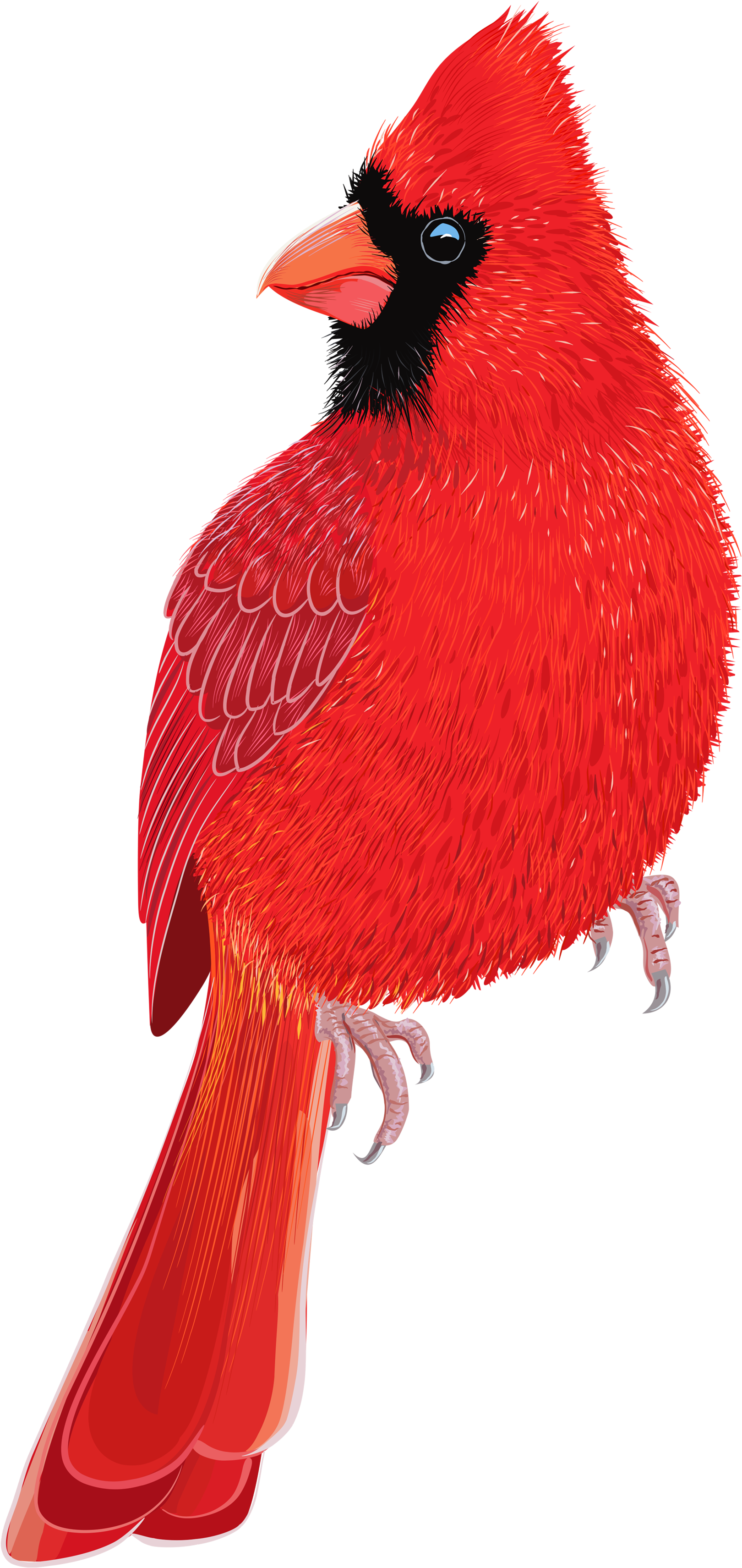 Red Bird Png Clipart Image - Pajaros Rojo (1698x3500)