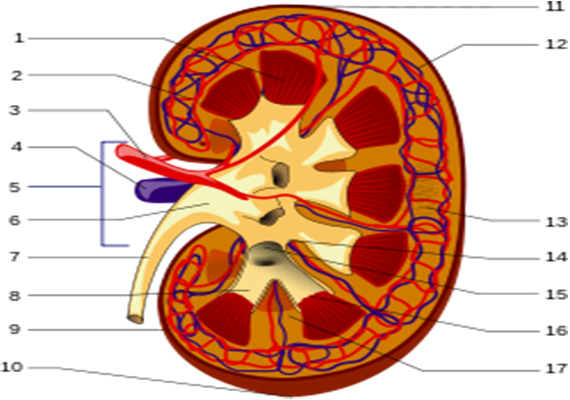 A Physician Who Has Undertaken Additional Training - Parts Of The Kidney (570x400)