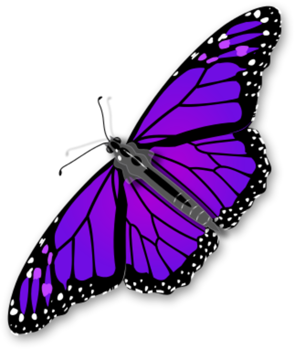 Butterfly Png White Clipart Transparent Background - Butterfly Clip Art (600x710)