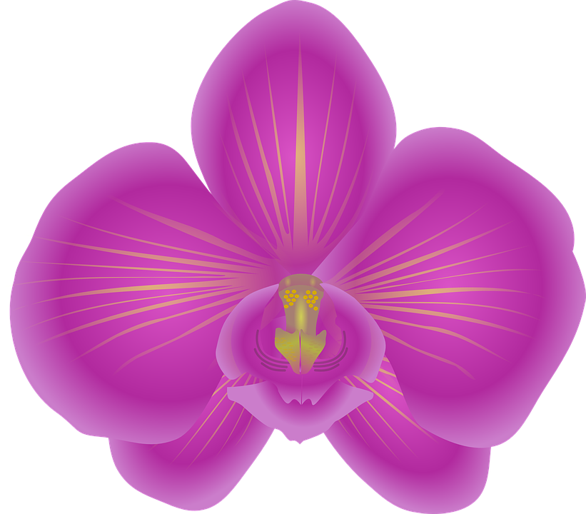Free To Use & Public Domain Orchid Flower Clip - Orchid Clip Art (821x720)