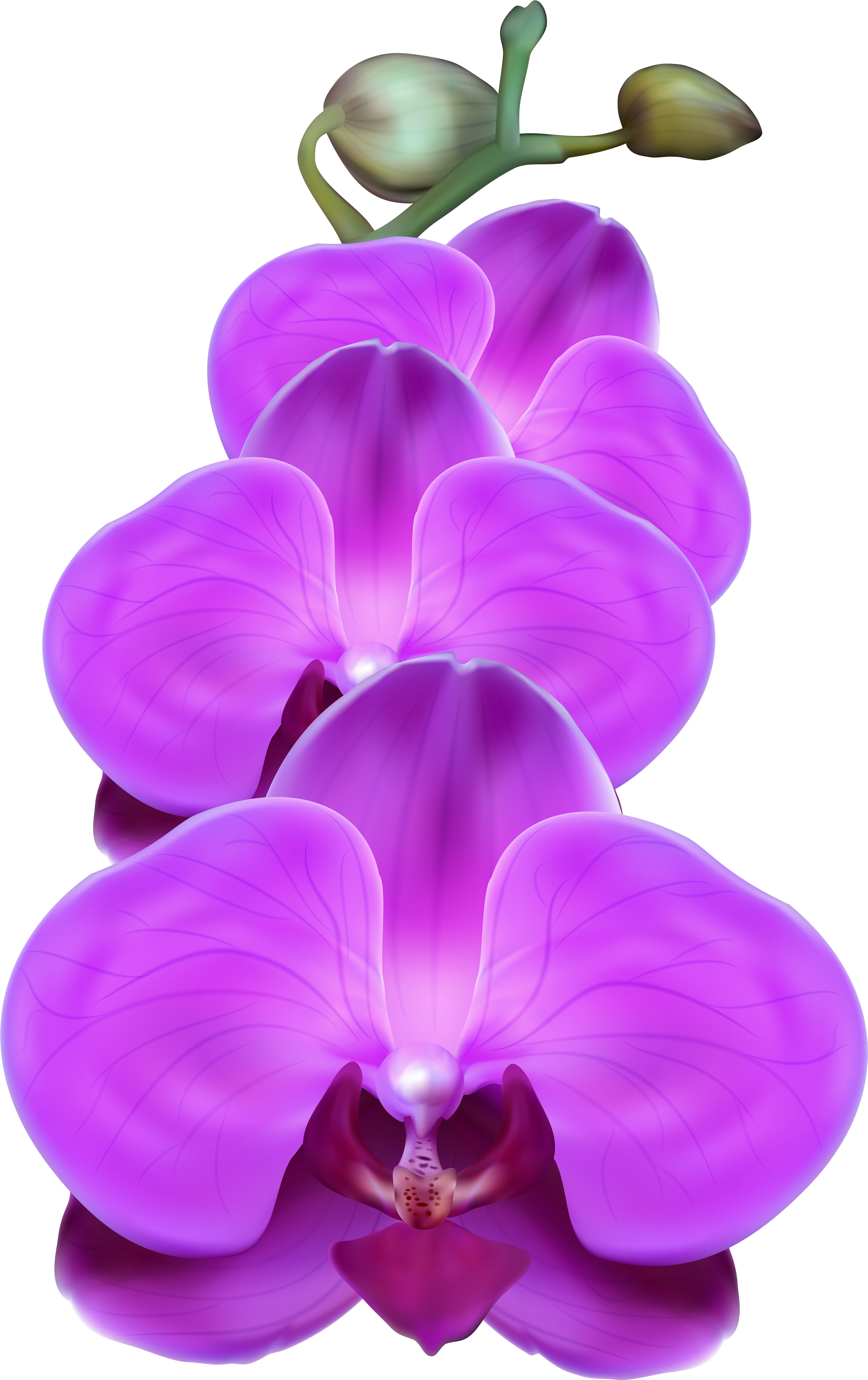Purple Orchid Png Transparent Clip Art Image - Purple Orchid Clipart (5032x8000)