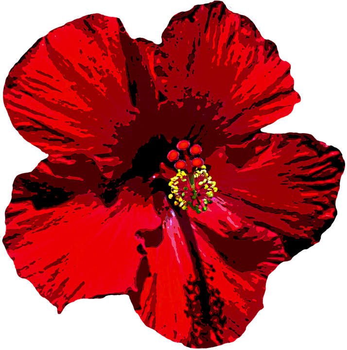 Hawaiian Flower Outline 17, Buy Clip Art - Pink Hibiscus Transparent Background (714x720)