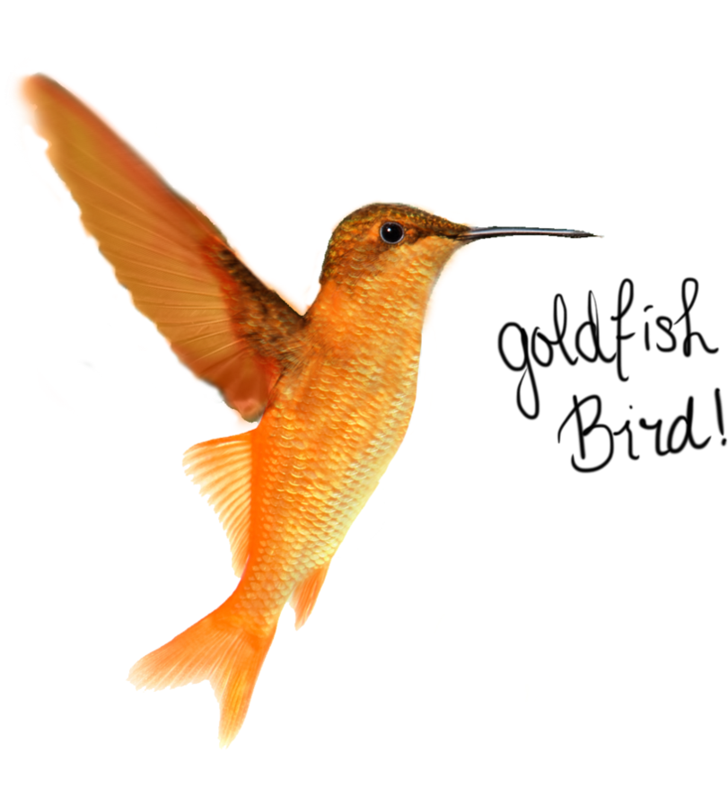 Goldfish Bird By H-nnaa - Goldfish Bird (894x894)