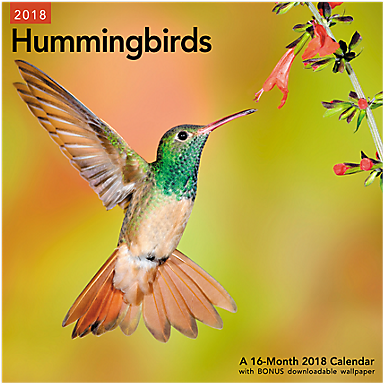 Hummingbirds Wall Calendar - Hummingbirds Calendars By Day Dream - Hummingbirds (683x683)