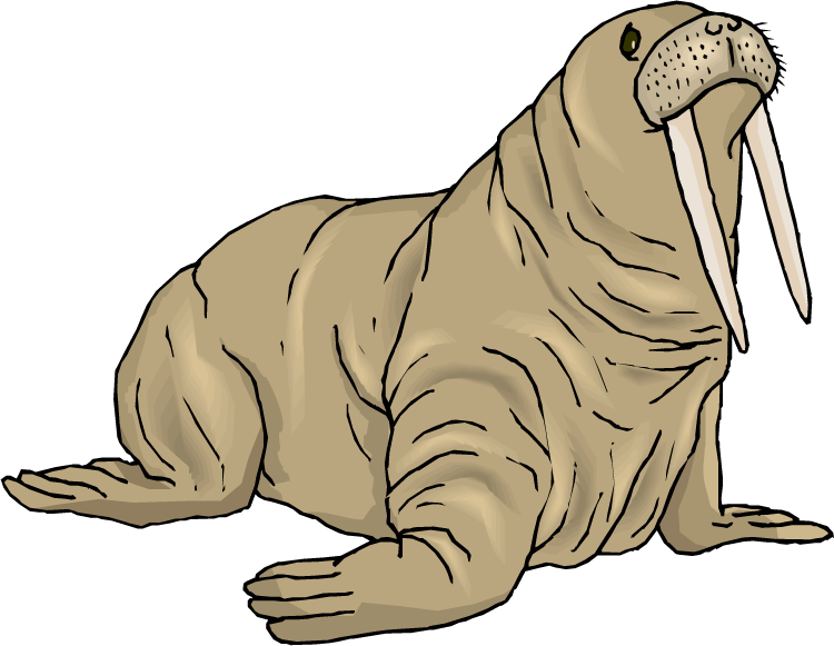 Leopard Seal Clipart Walrus - Walrus Clipart (750x581)