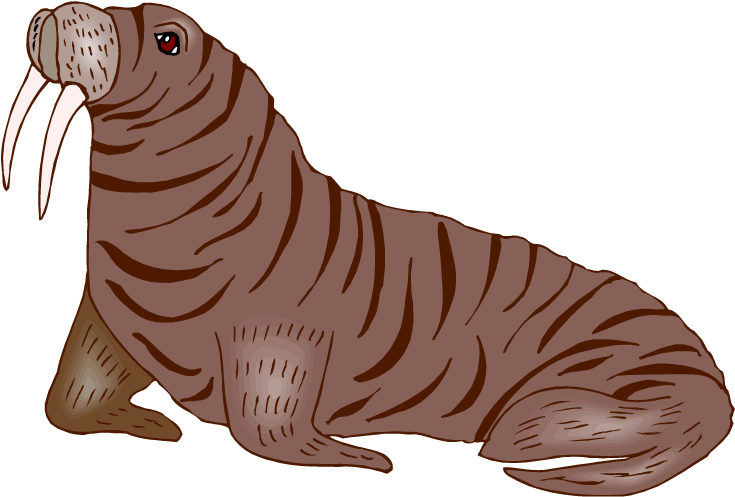 Walrus Clipart - Walrus Png (750x512)