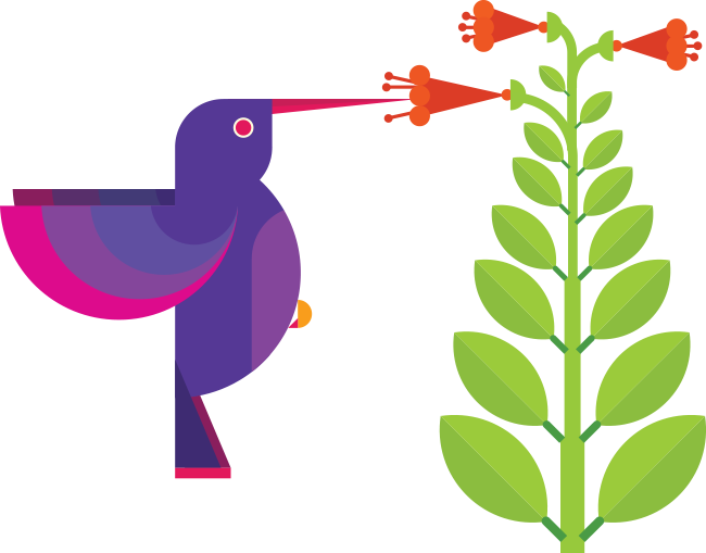 Graphic Design Hummingbird - Graphic Design Hummingbird (650x509)