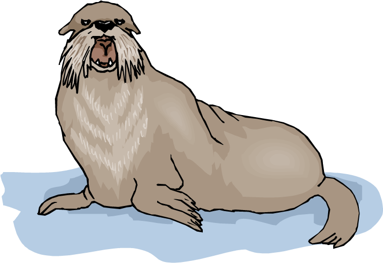 Walrus Tusks Clipart - Illustration (750x530)