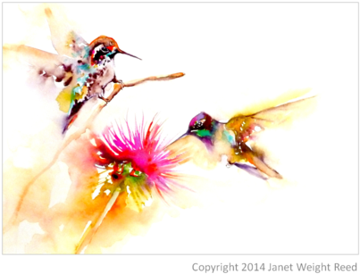 "thistle For Two" Hummingbird Print On Aluminum By - Hummingbird (480x480)