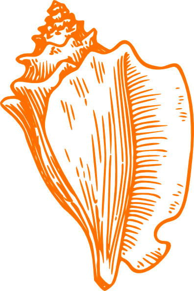 Sea Lion Clip Art - Clip Art Conch Shell (396x592)