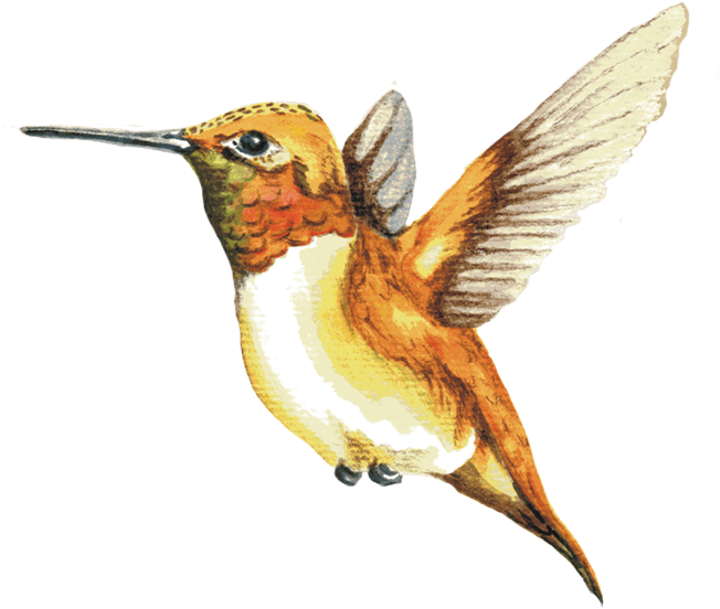 Image Of A Rufous Hummingbird - Rufous Hummingbird (651x586)