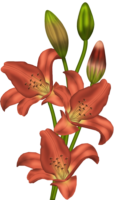 Orange Lilium Clipart - Clip Art Flower Stargazer (386x676)
