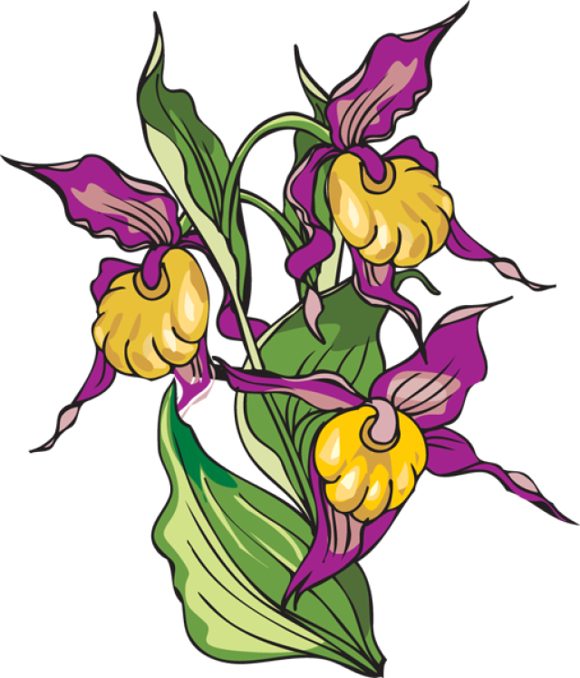 Iris Flower Clipart - Yellow Lady's Slipper (640x747)