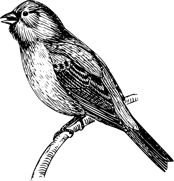 Bunting Drawing Clip Art - Mockingbird Drawing Png (576x599)