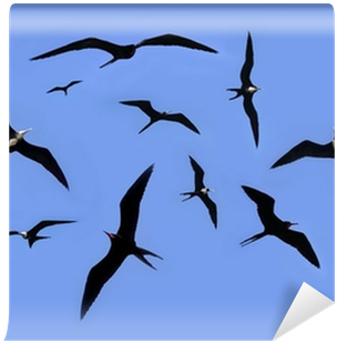Frigate Bird Silhouette Backlight Breeding Season Wall - Conocer, Amar Y Conservar Las Aves De Cuba: Ornitología (400x400)