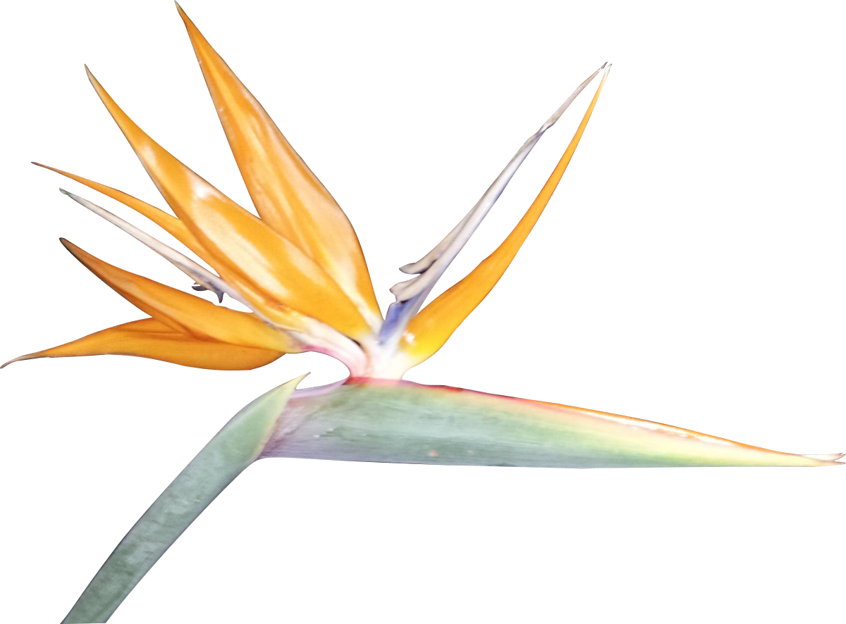 Bird Of Paradise Clip Art - Birds Of Paradise Png (1200x886)