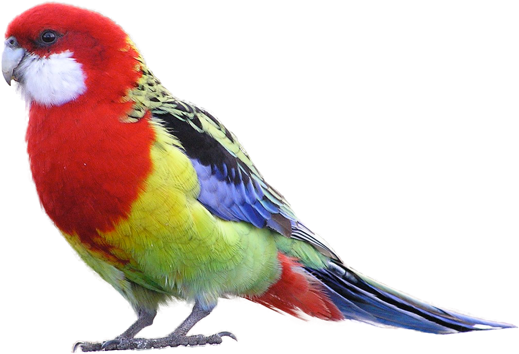 Eastern Rosella - Rosella Clipart (1071x754)