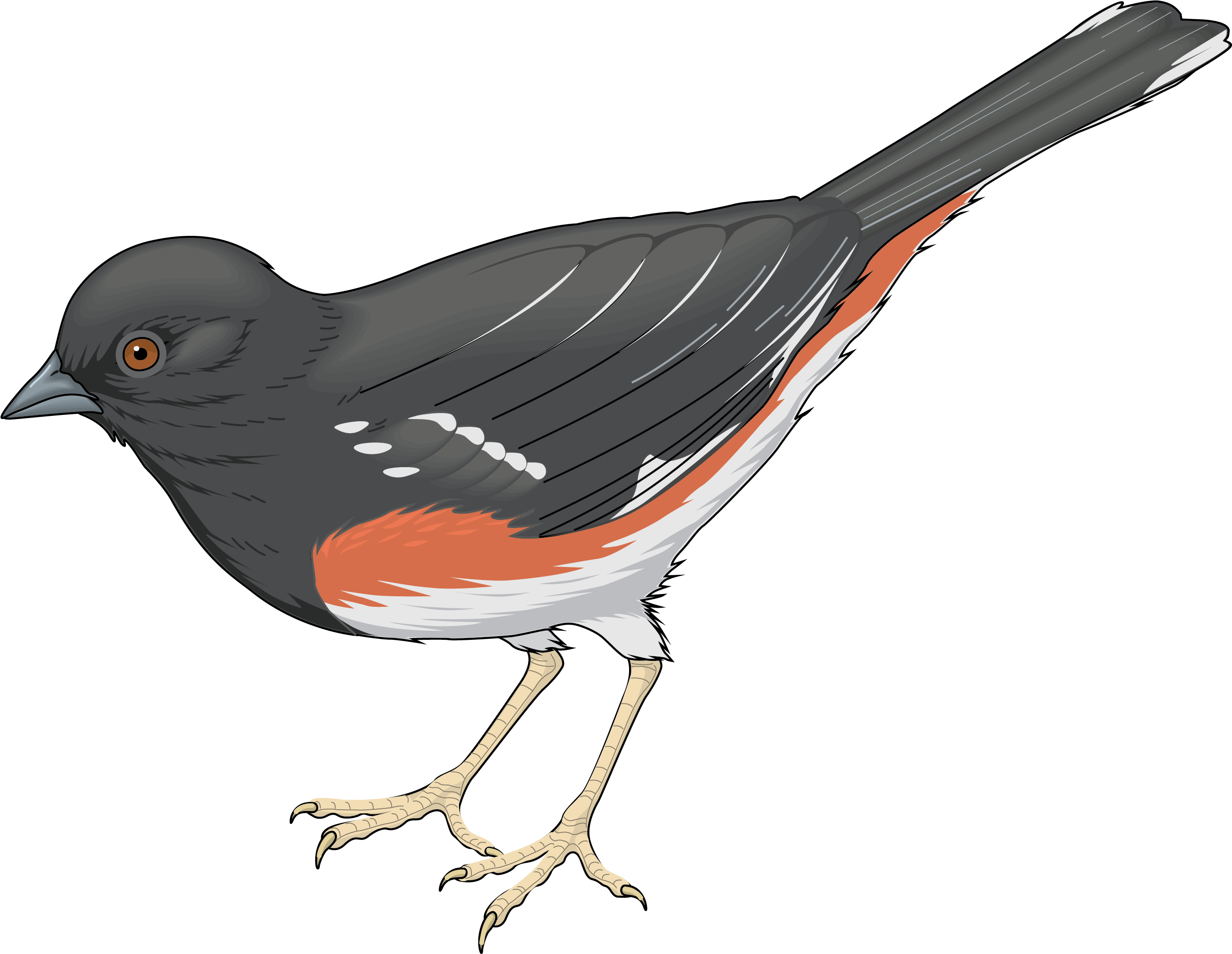 Cuckoo Clipart Bird Tree - Cuckoo Clipart Png (2748x2115)