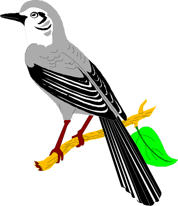 Birds Branch Cliparts 7, Buy Clip Art - Mockingbird Clipart (623x720)