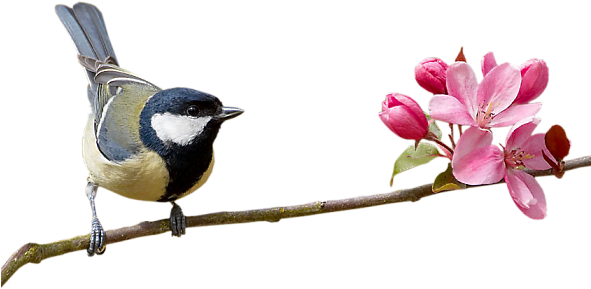 Bird Png - Reacreditar Bom Dia (590x316)