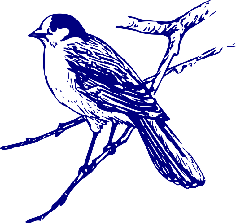 Bluebird Clipart - Blue Bird Images Free (762x720)