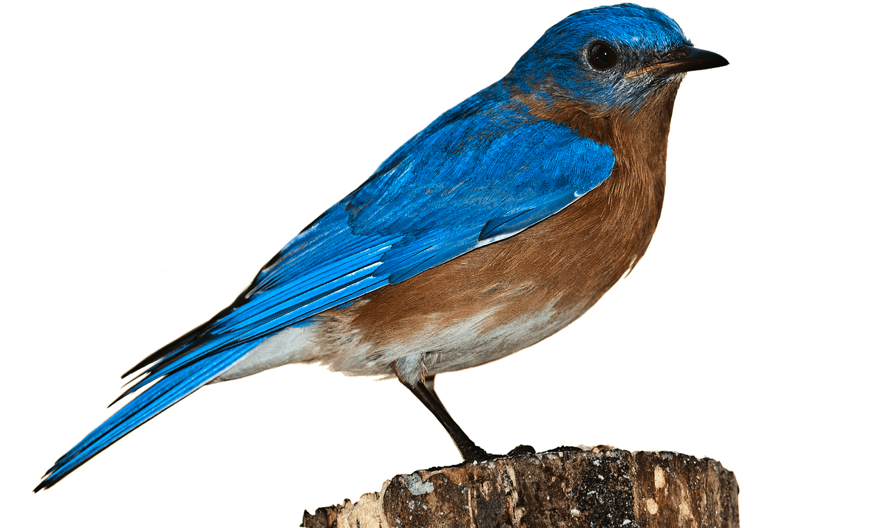 Free Bluebird Clipart 25, - Birds Transparent Back Ground (1280x890)