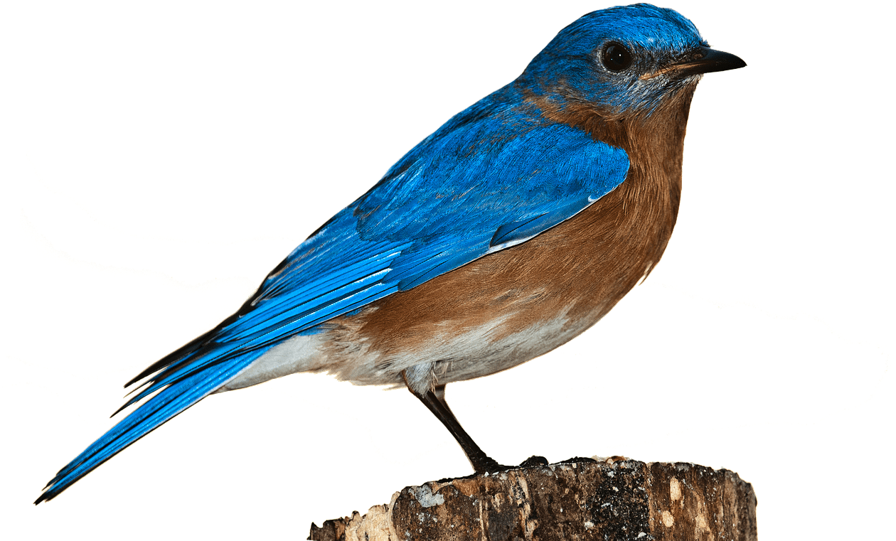 Birds png. Птичка на прозрачном фоне. Птицы картинки. Птица на белом фоне. Красивые птицы на белом фоне.