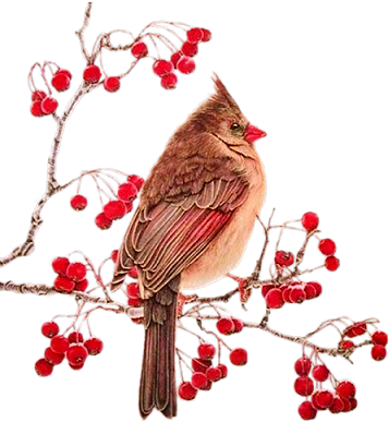 Wb-07 - Bird With Branch Png (357x387)