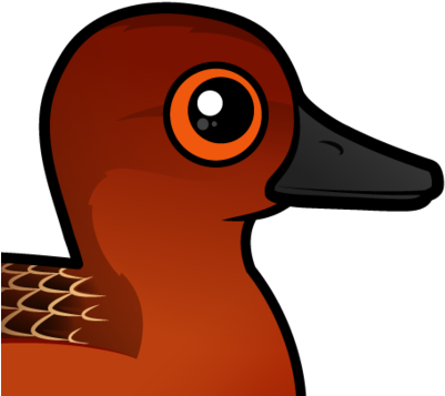 Much Of The North American Population Is Migratory, - Duck (440x440)