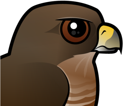 The Broad-winged Hawk Is A Small Hawk That Lives Across - Broad Winged Hawk Clipart (440x440)
