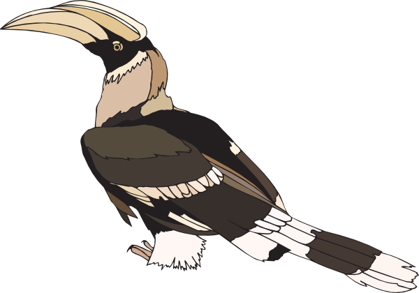 Staring Hornbill Clip Art At Clker - Hornbill Clipart (600x420)