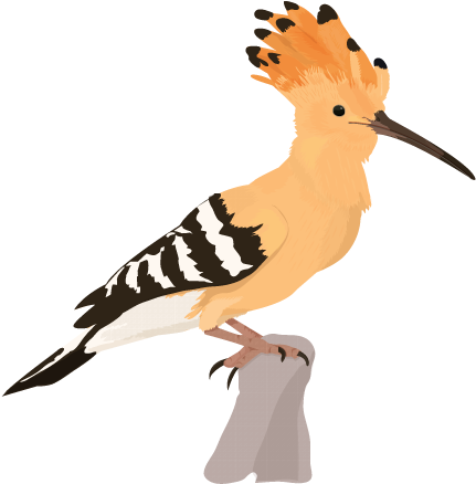 17 Best Images About Hoopoe - Hoopoe Illustration (600x520)