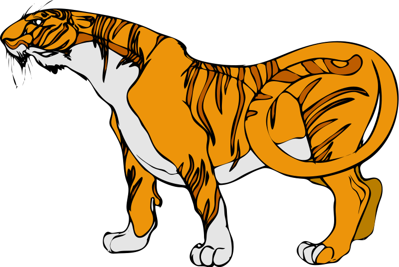Tiger Clipart Images 2 Image 8 - Custom Orange Tiger Shower Curtain (800x536)