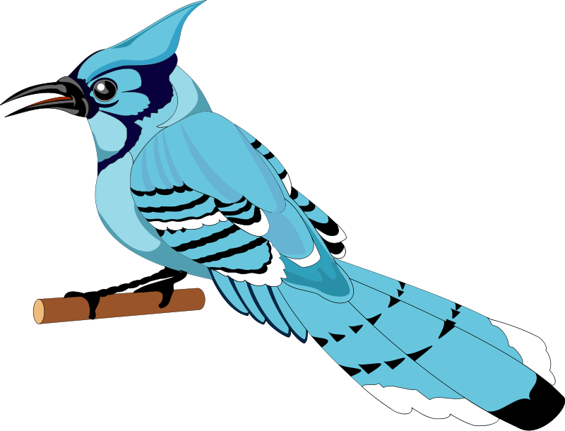 Bird 21 Free Vector - Blue Jay Clipart (800x610)