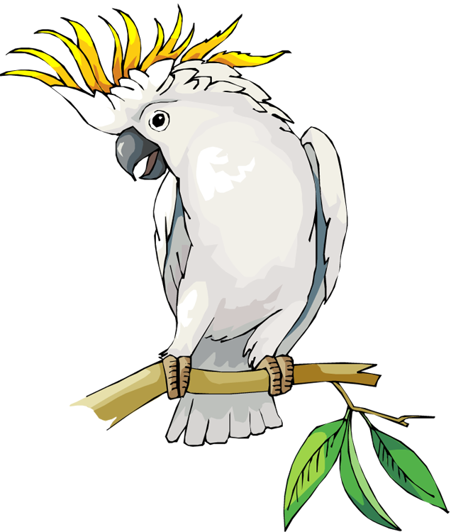 Australian Parrots Clipart Birds - Cockatoo Clipart (636x750)