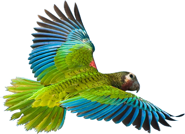 Realistic Clipart Parrot - Tropical Birds Flying Png (671x489)