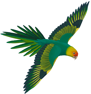 Parrot Clipart Real - Green Flying Parrot Png (371x385)