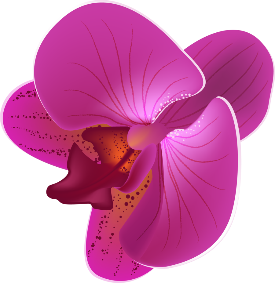 Orchid Vector - Orchid Flower Vector Png (900x927)