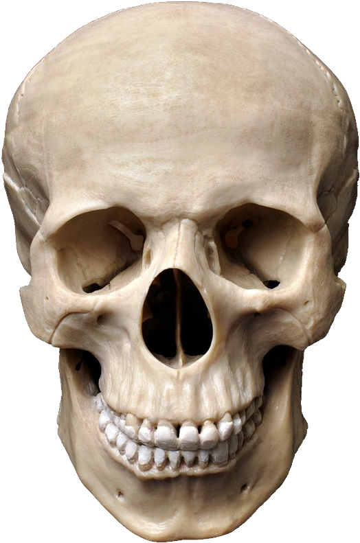 Skull - Human Skull Png (788x1000)