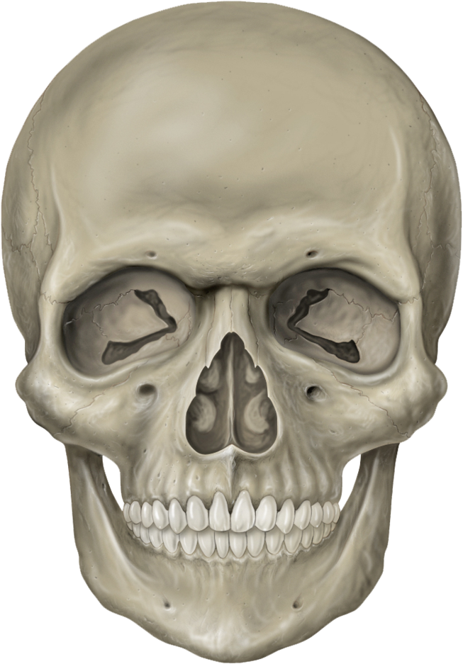 Skull - Skull Oval Charm Necklace (776x1029)