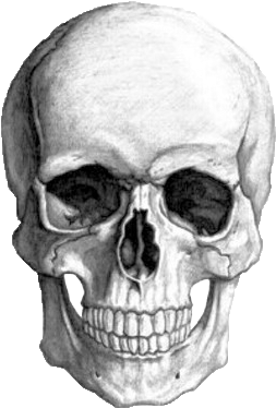 Photo Collection Transparent Skull Tumblr - Skull Drawing (500x488)