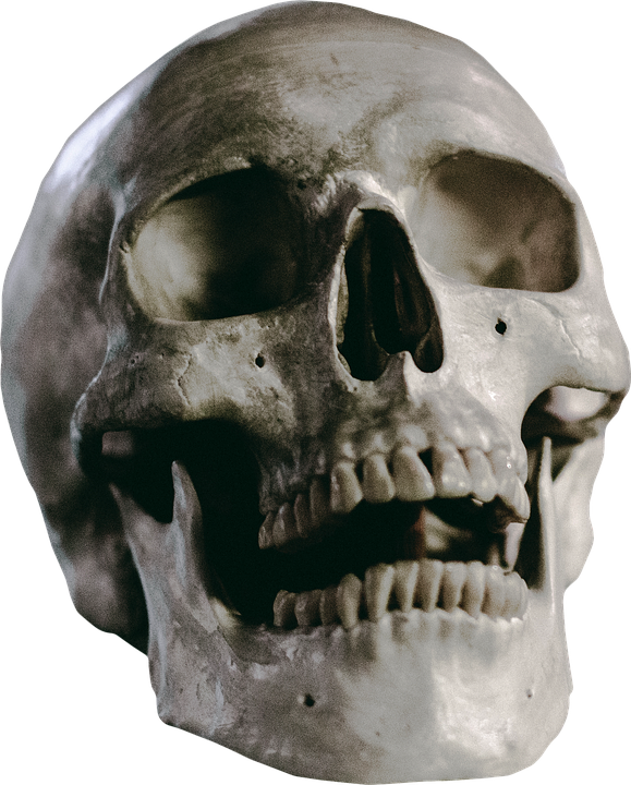 Skull 17, Buy Clip Art - Skull (579x720)