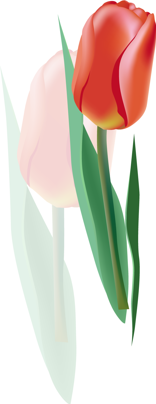 Tulip Euclidean Vector Flower - Tulip Euclidean Vector Flower (604x1562)