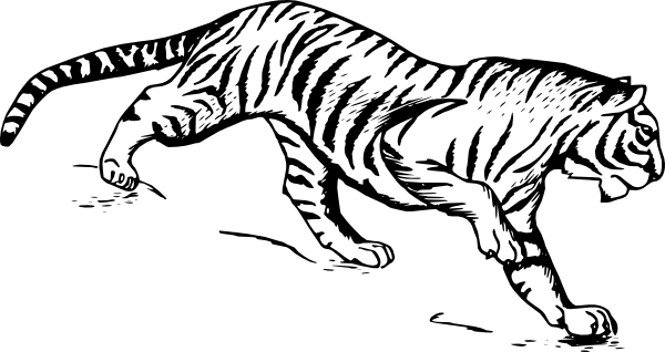 Tiger Clip Art At Clker - Tiger Drawing Png (600x318)