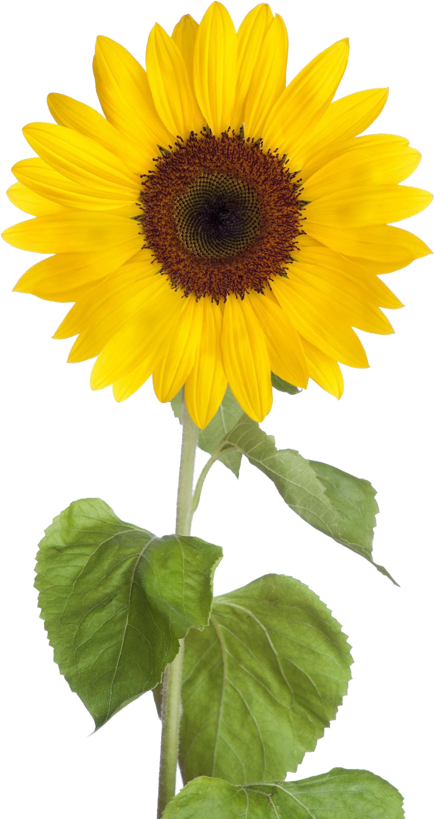 Sunflower Free Sunflower Clip Art Images Black And - Sunflower Png (902x1611)