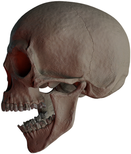 Skull 10, Buy Clip Art - Skull (720x720)
